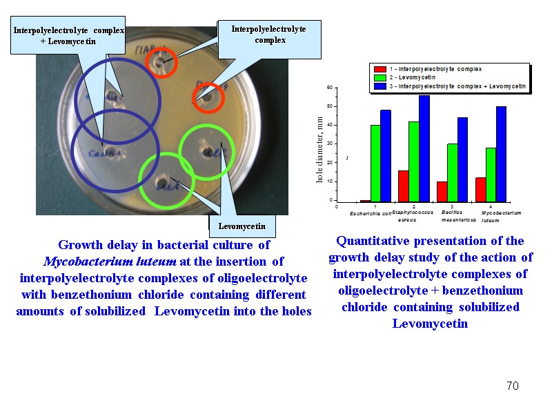 70 Growth delay in bacterial culture of Mycobacterium luteum at the insertion of interpolyelectrolyte